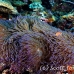 anemonefish_pink_er_h_0705_png1093.jpg